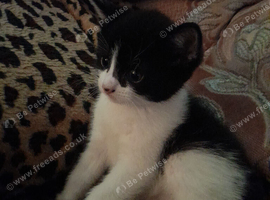 Black n white .tuxedo girl kitten