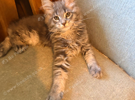 Tica registered mainecoon kittens