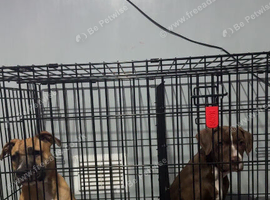 2 boys staffy x corso x presa