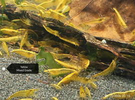 Yellow Shrimp - Mixed grade &pound;1.00 each