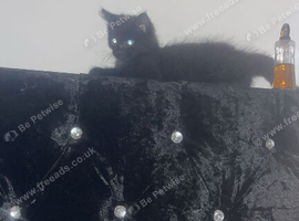 Half maincoon male