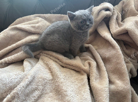 British shorthair kitten