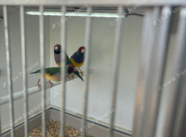 Gouldian finch