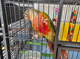 1 x green cheek conure 1 x pineapple conure
