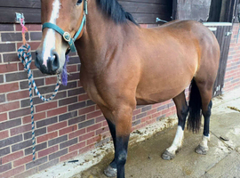 Lovely stocky irish filly 3yrs