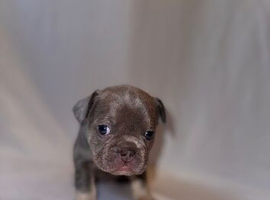 French Bulldog Puppies &ndash; Carefully Raised Family Litter