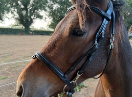 Project pony!