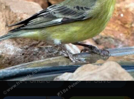 Wanted green singer HEN