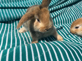 Gorgeous 9 week lop boy bunnie