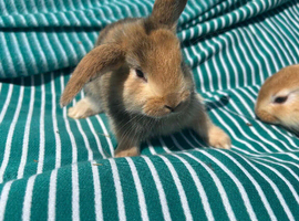 Lop baby bunnie 8 weeks old.