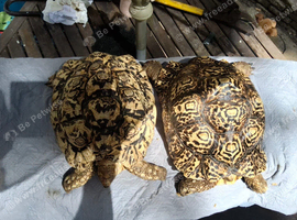 Leopard adult female proven