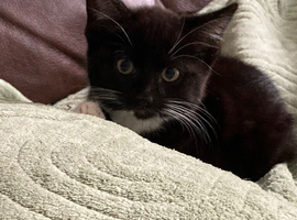 3 Beautiful Female Kittens