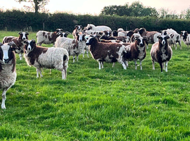 Jacob sheep ewes