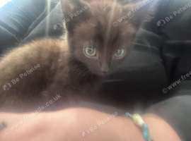 Kittens for sale