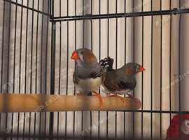 Young cock zebra finch for sale