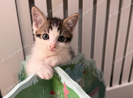 Kitten