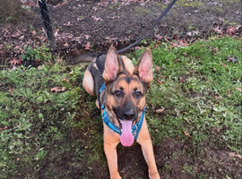 GSD Available