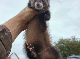 Angora polecat jill(6month old)