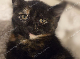 Female kitten