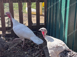 Two 1 year old female turkey hens