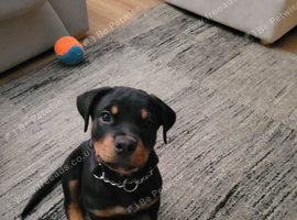 12 week old rottweiler puppy
