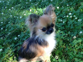 WANTED Long haired bitch Chihuahua Puppy Pedigree