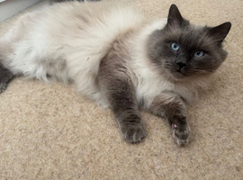 Unfortunately Kasper is looking for a forever home