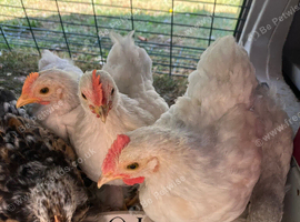 Lavender Pekin cockerel