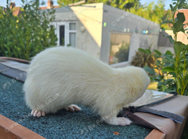 Gorgeous part angora ferret for sale
