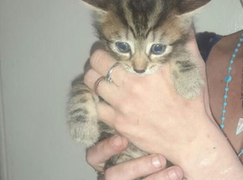 8 week old fluffy kittens