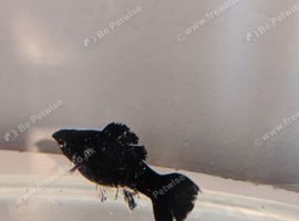 Black Female Lyretail Dalmatian Molly