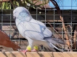 Afghan pigeons