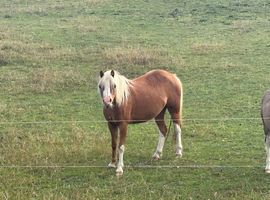 Welsh Section A mare By Glebedale Silver Dot