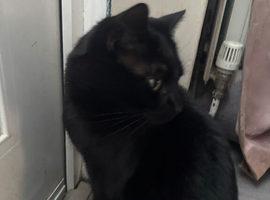 I have three cats in desperate need of a new home