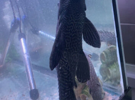 Large plec