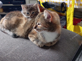 7 beautiful fun loving kittens looking for their forever loving home