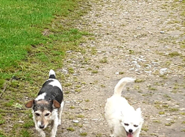 Wanted Chihuahua