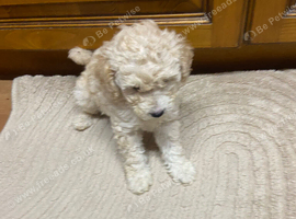 Tibetan x miniture poodle