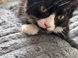 Ragdoll cross kitten