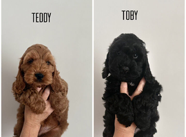 F1 Show Line Cockapoo Puppies ️READY NOW️
