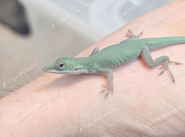 Anolis allisoni