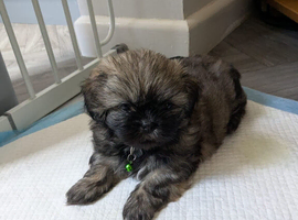 Beautiful lhaso apso cross shih tzu puppies looking for their forever home