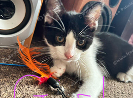 4 lovely kittens need a home 3 boys 1 girl
