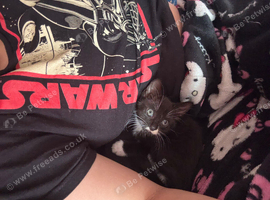 Kitten &pound;20 girl