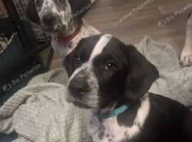Dalmatian x Sprollie