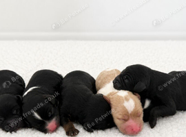 F1  cavapoos &ndash; Ethical Licensed Breeder
