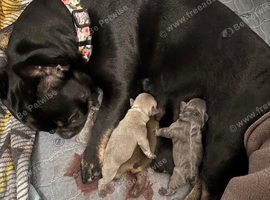 5 beautiful chunky puppies for sale excellent pedigree