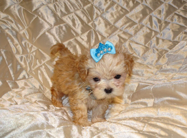 **Exquisite Micro Tiny Teacup Apricot F1 Maltese x Toy Poodle Maltipoo Boy Puppy**