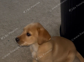 Labrador Puppy 8 weeks old (KC Registered)
