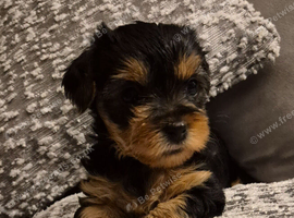 Beautiful full breed Yorkshire Terriers